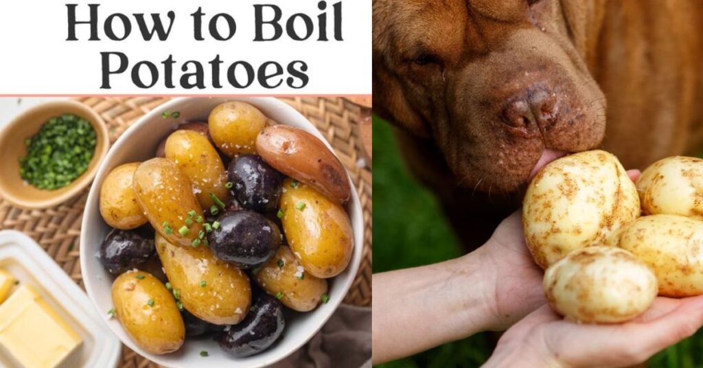 Can Dogs Eat Boiled Potatoes